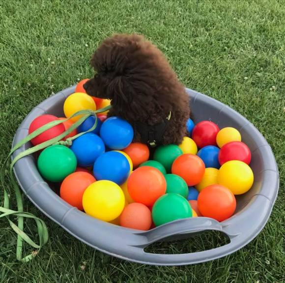 Hundeschule Beatus Canis Austria