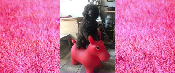 Hundeschule Beatus Canis Austria