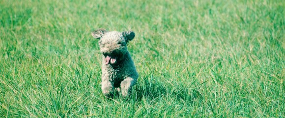 Hundeschule Beatus Canis Austria