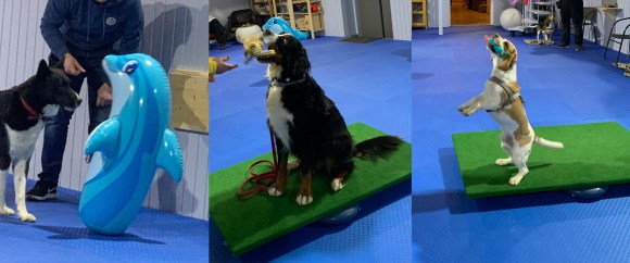 Hundeschule Beatus Canis Austria