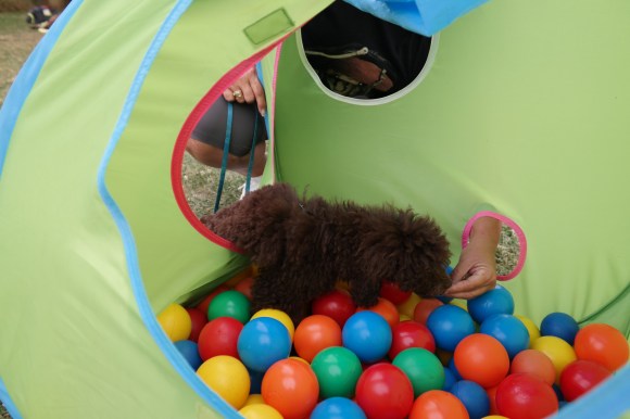 Hundeschule Beatus Canis Austria