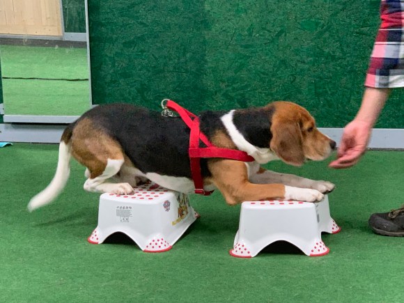 Hundeschule Beatus Canis Austria