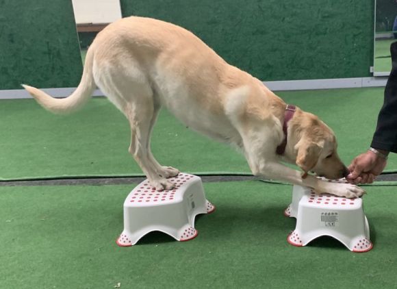 Hundeschule Beatus Canis Austria