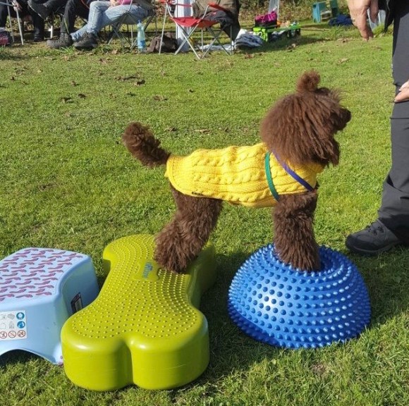 Hundeschule Beatus Canis Austria