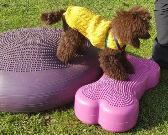 Hundeschule Beatus Canis Austria