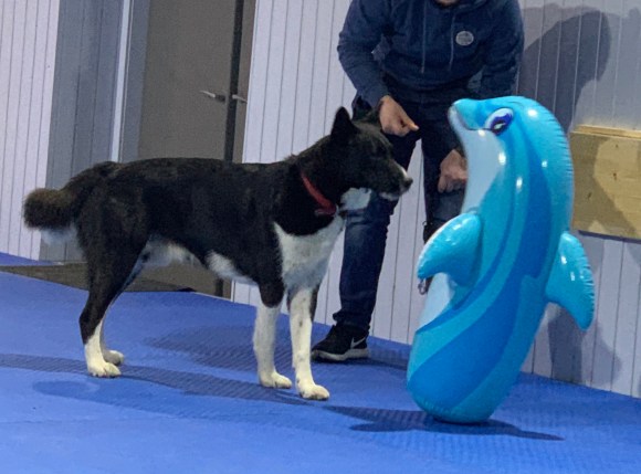 Hundeschule Beatus Canis Austria