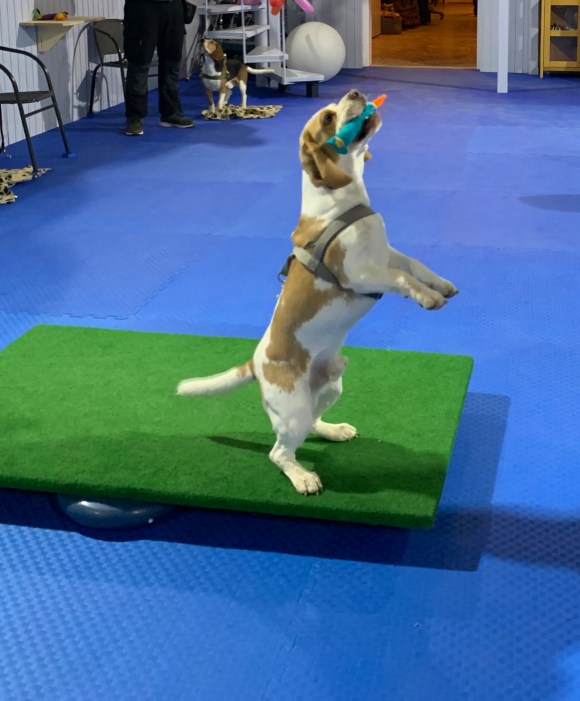 Hundeschule Beatus Canis Austria