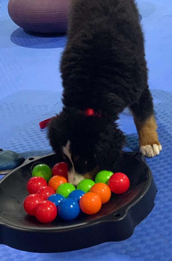 Hundeschule Beatus Canis Austria