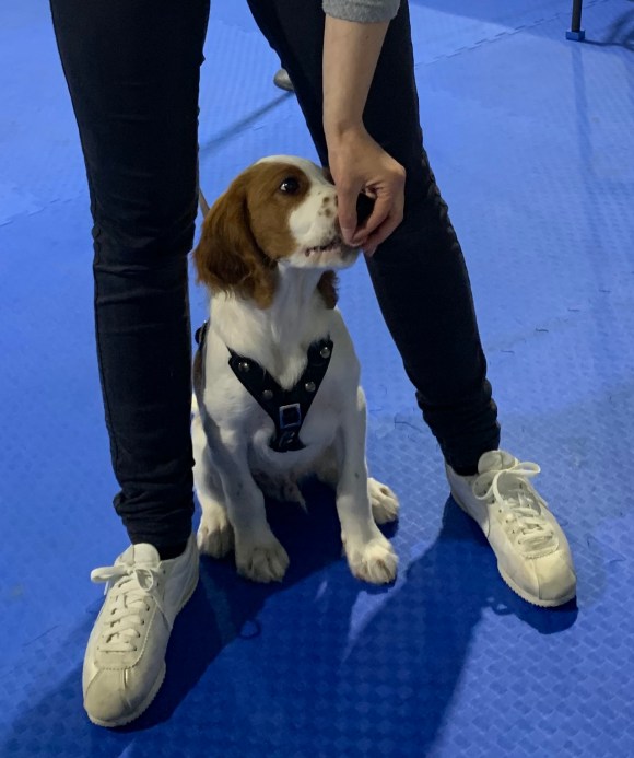 Hundeschule Beatus Canis Austria